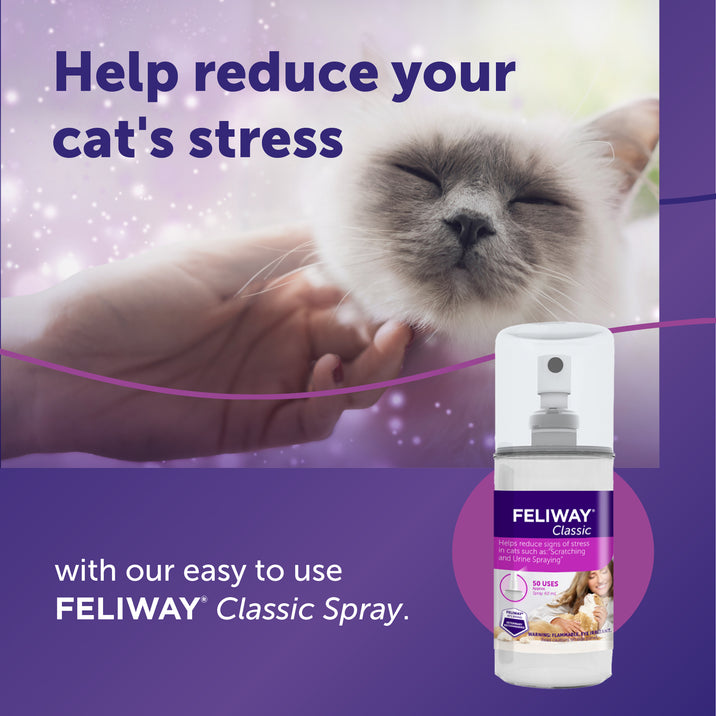 Feliway Spray