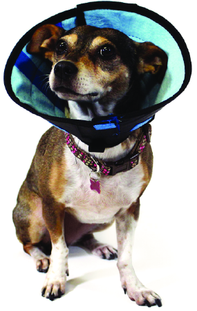 KVP Elizabethan Calmer Collar