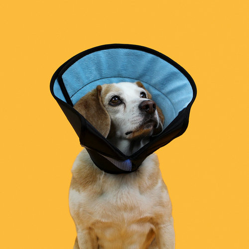 KVP Elizabethan Calmer Collar